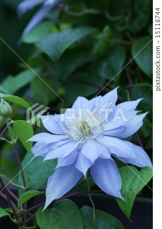 Clematis Mazuri Clematis Mazuri 15118744