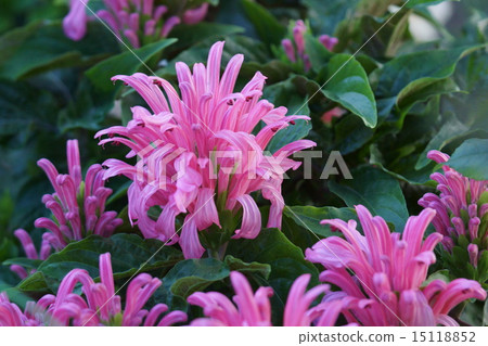 It is also called coral flower sungo bana flamingo plants. It is also called coral flower sungo bana flamingo plants. 15118852
