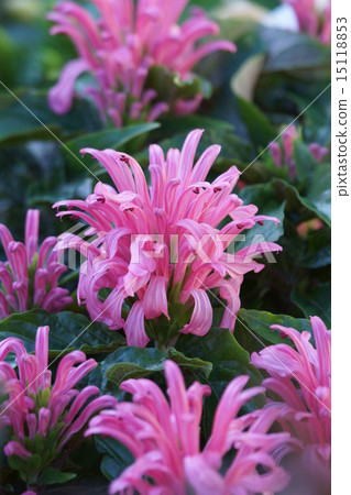 它也被稱為珊瑚花sungo bana火烈鳥植物。 15118853