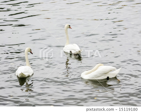 Three white swans closeup 15119180