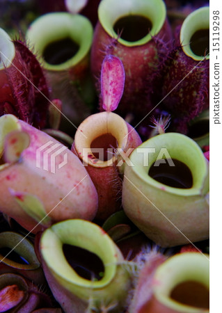 Ugubon Kuzura 15119298