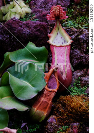 Ugubon Kuzura 15119299