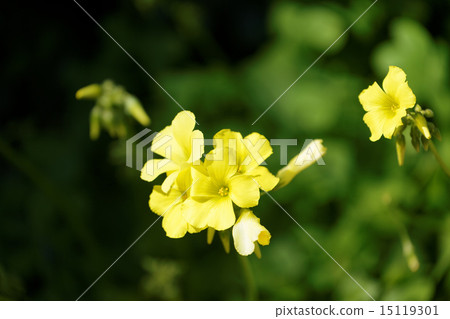 Flowers and buds of yellow okibana cattle bamboo 15119301