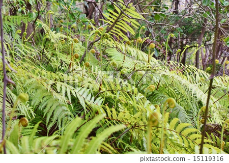 Fern mountain fern Fern mountain fern 15119316