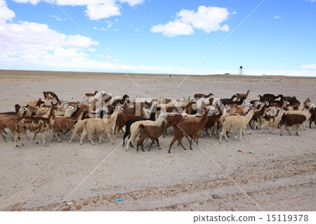 Uyuni's llama 15119378