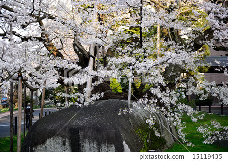 Ishikari cherry tree natural treasure Morioka Ishikari cherry tree natural treasure Morioka 15119435