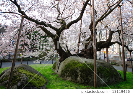 Ishikari Sakura Morioka地方法院 Ishikari Sakura Morioka地方法院 15119436