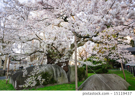 Cherry blossoms in full bloom Sakura Morioka Cherry blossoms in full bloom Sakura Morioka 15119437