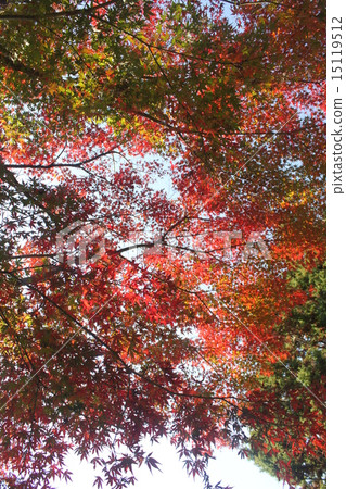 Autumn leaves 15119512