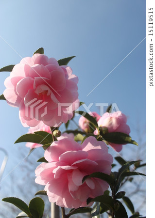 茶花 15119515