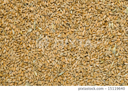 ears closeup ears closeup 15119640