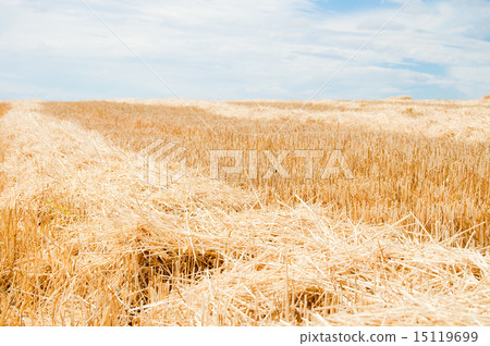 the field is in summer after harvest 15119699