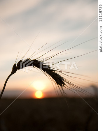 sunset behind on wheat field 15119726