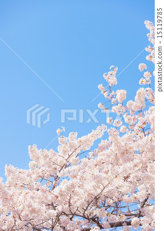 天氣晴朗時櫻花盛開 天氣晴朗時櫻花盛開 15119785
