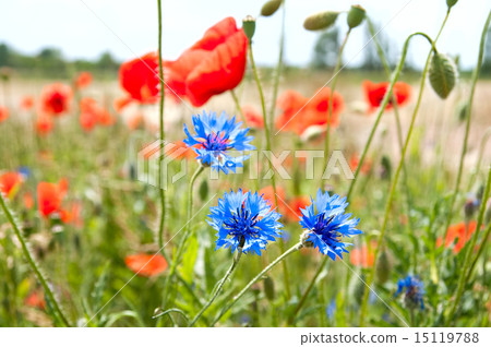 meadow of poppies and cornflowers meadow of poppies and cornflowers 15119788