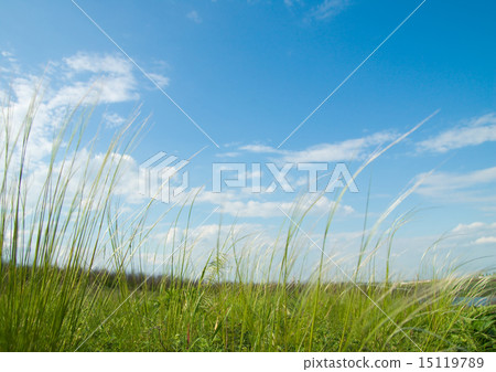 Green grass and sky Green grass and sky 15119789
