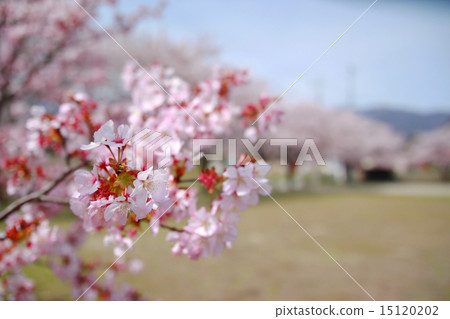 Oyama Sakura Ohayamagakura Cherry blossoms in a row Oyama Sakura Ohayamagakura Cherry blossoms in a row 15120202