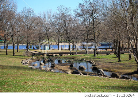Early spring forest in Terrane Park and ice stretched across a mountain stream 15120264