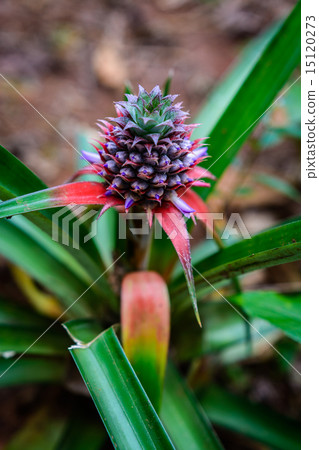 Pinapple plant 15120273