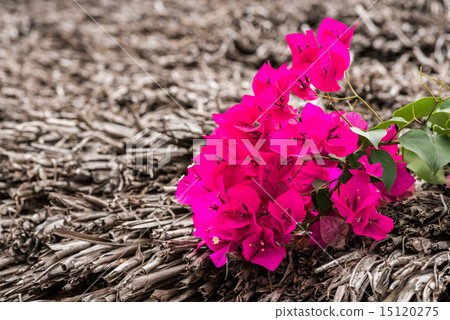 Flowers Zanzibar 15120275