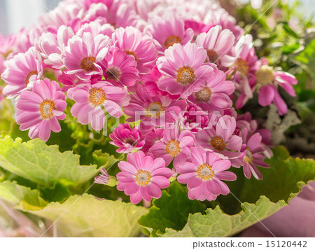 Cineraria 15120442