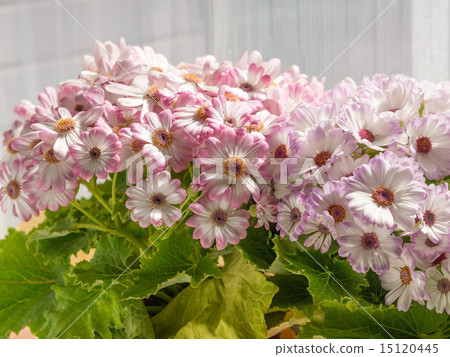 Cineraria 15120445