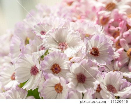 Cineraria 15120446