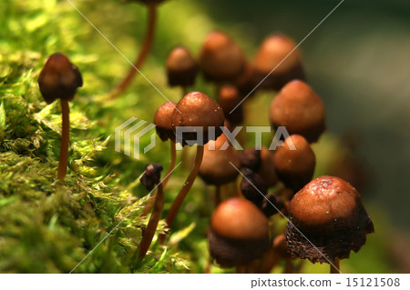 Moss and mushrooms 15121508