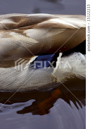 a part of a duck 15122215