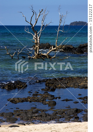 andilana beach's tree 15122217