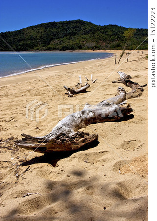 bush in madagascar bush in madagascar 15122223