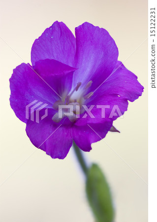 epilobium parviflorum hirstum epilobium parviflorum hirstum 15122231