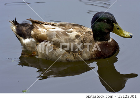 reflex of a duck 15122301