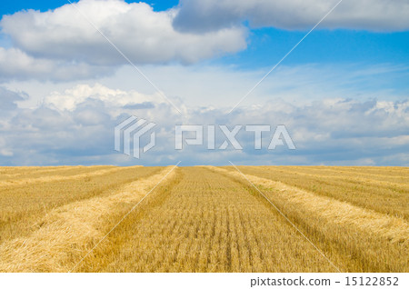 gold 15122852