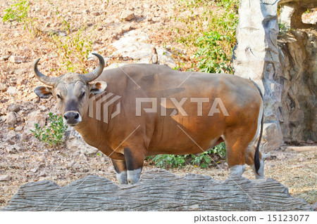 Banteng or Red Bull 15123077