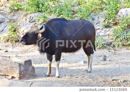 Gaur or Seladaing Gaur or Seladaing 15123089
