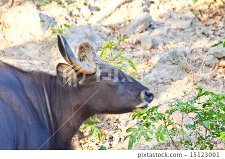Gaur or Seladaing 15123091