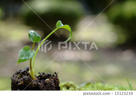 Young tree of Cooker's cooker 15123239