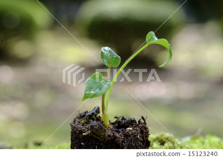 Young tree of Cooker's cooker Young tree of Cooker's cooker 15123240
