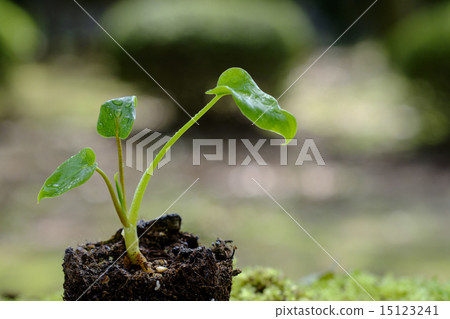 Young tree of Cooker's cooker 15123241