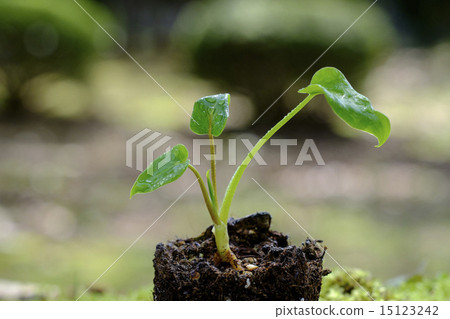 Young tree of Cooker's cooker 15123242