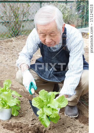 Home garden 15124028