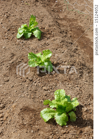 製作蔬菜 15124052