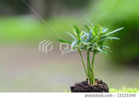 Rakanmaki Rakanmaki年輕樹 15125340