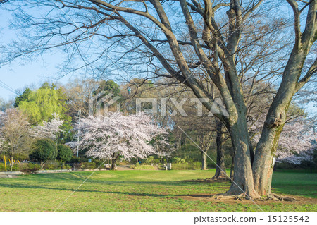 Cherry blossoms at Black Bell Park Cherry blossoms at Black Bell Park 15125542