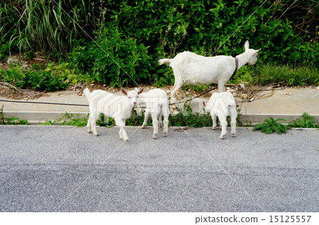 Walk of the Goat ~ Okinawa · Haterumajima ~ 15125557