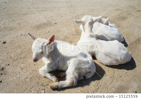 Child goat's lunch break No.2 ~ Okinawa · Haterumajima ~ 15125559