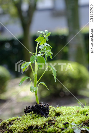 木棉木棉樹年輕樹 15125709