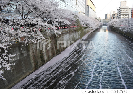 目黑河上的櫻花 目黑河上的櫻花 15125791