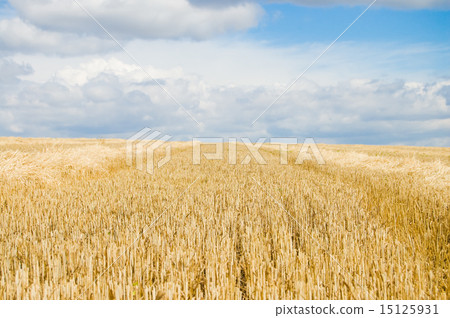 after harvesting 15125931